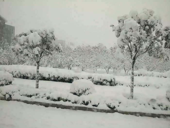 瑞雪兆豐年，踏雪沃爾華