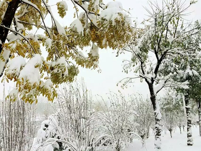 瑞雪兆豐年，踏雪沃爾華